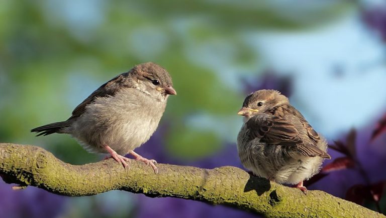 Cuáles Son Las Mejores Jaulas Para Aves Pequeñas Y Cómo Elegirlas 3 Cuáles Son Las Mejores Jaulas Para Aves Pequeñas Y Cómo Elegirlas