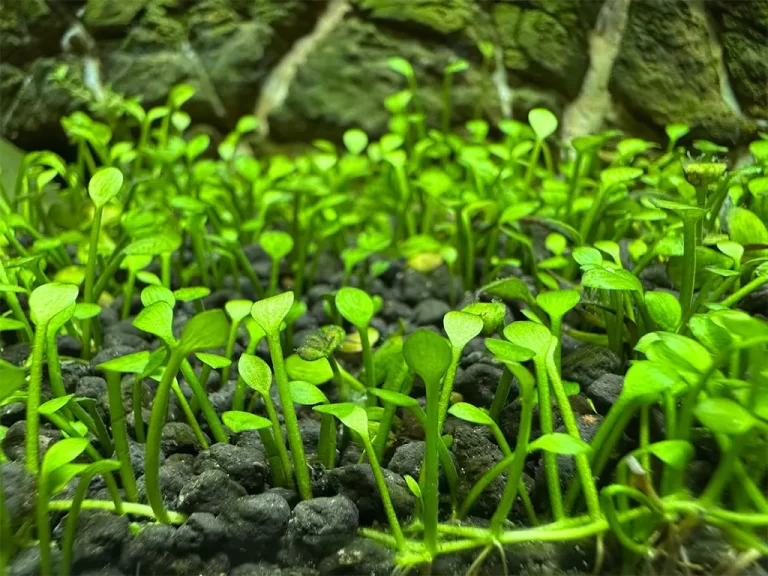 Cuáles Son Las Mejores Semillas Para Un Acuario Plantado Saludable 2 cuales son las mejores semillas para un acuario plantado saludable