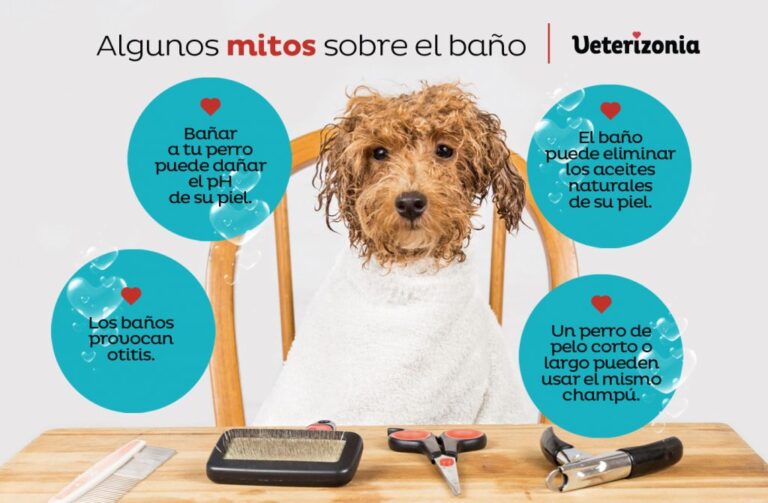 Cuándo y con qué frecuencia es recomendable bañar a un perro 5 Cuándo y con qué frecuencia es recomendable bañar a un perro