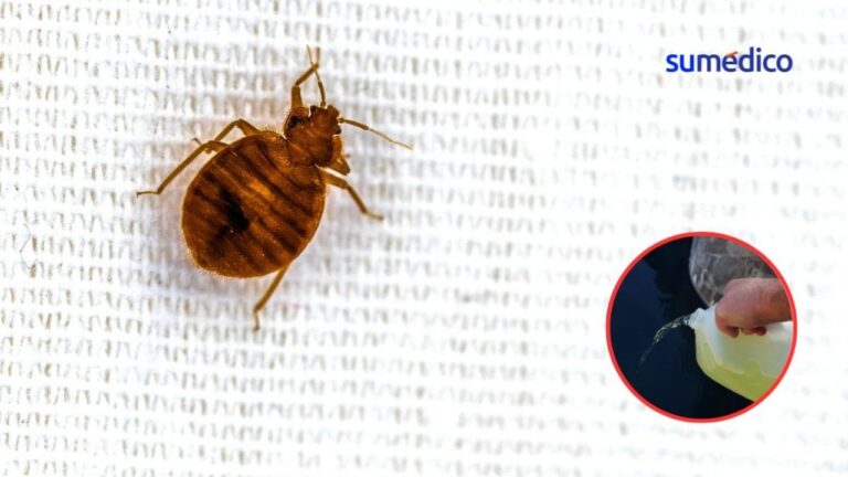 El Cloro Mata Las Chinches Y Cómo Usarlo Correctamente 5 El Cloro Mata Las Chinches Y Cómo Usarlo Correctamente