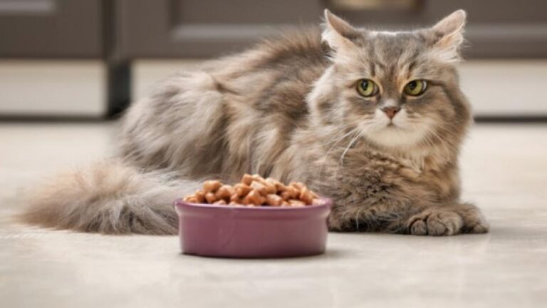 Cuáles Son Los Mejores Platos De Comida Para Gatos Y Por Qué 2 gatos comiendo comida saludable para mascotas