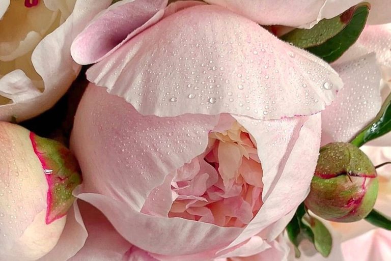 Por Qué Elegir Un Ramo De Flores Peonias Para Tu Evento Especial