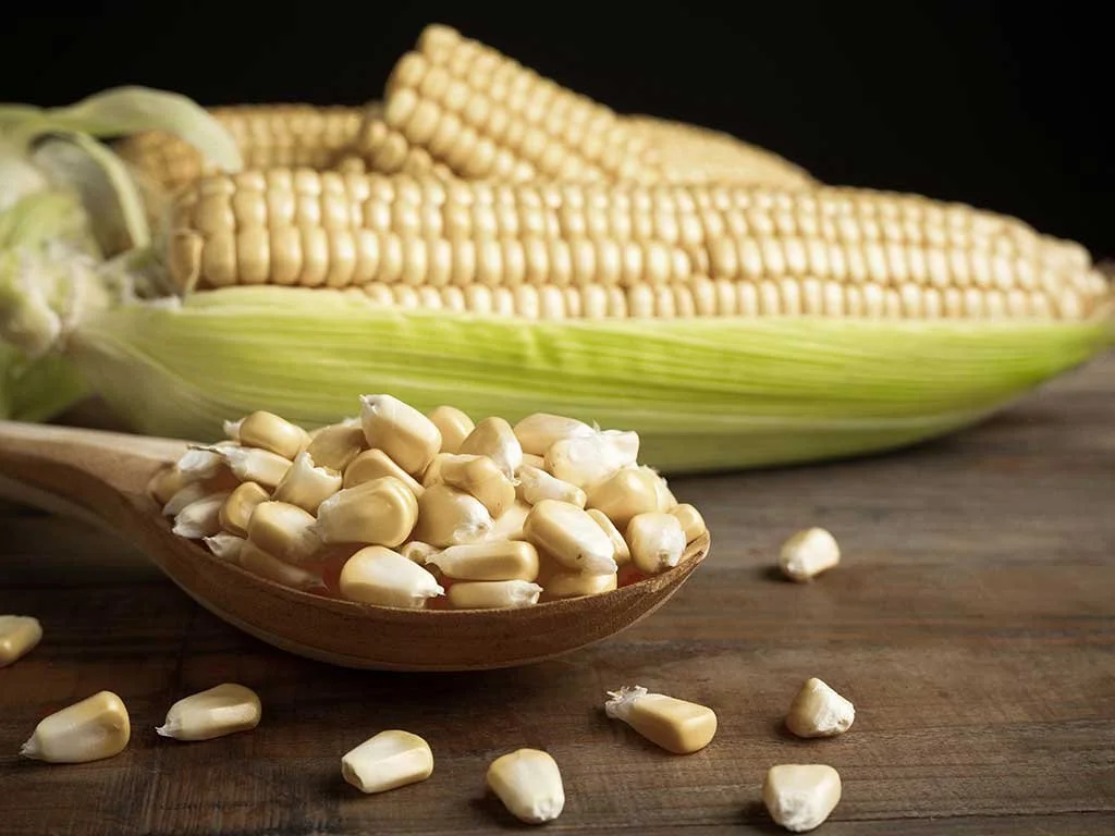 Qué Hace Especial al Maíz Pozolero El Mexicano en la Cocina