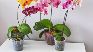 orquidea floreciendo en maceta interior