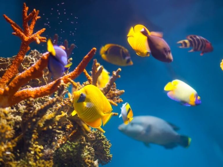 Cuál es la mejor comida para peces marinos en acuarios 4 Cuál es la mejor comida para peces marinos en acuarios