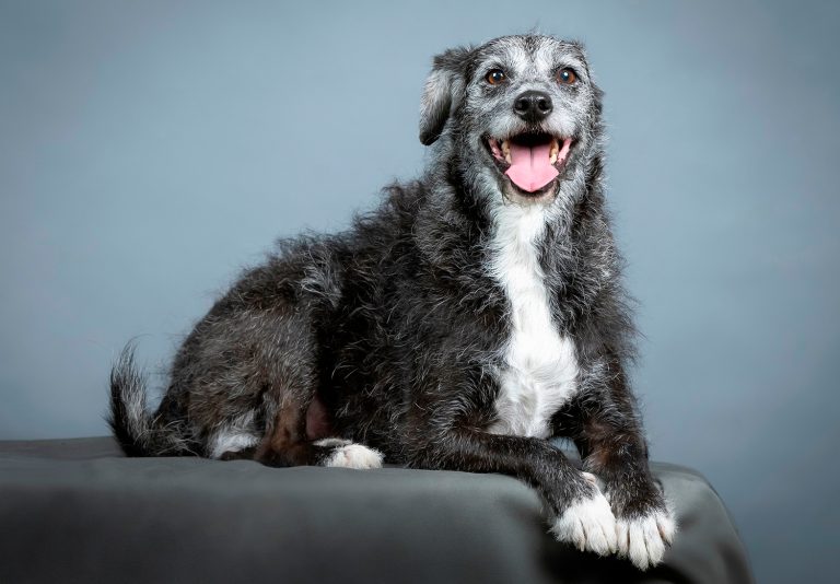 Cuáles Son Las Mejores Vitaminas Para Perros Viejos Y Su Salud 4 Cuáles Son Las Mejores Vitaminas Para Perros Viejos Y Su Salud