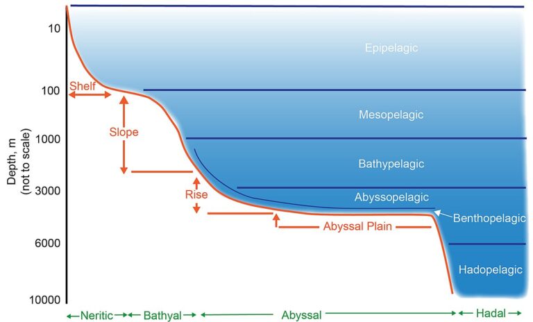 Qué Secretos Ocultan Las Profundidades Del Mar Y Sus Habitantes