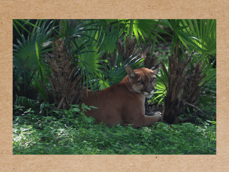 puma en habitat natural mexicano bosque tropical