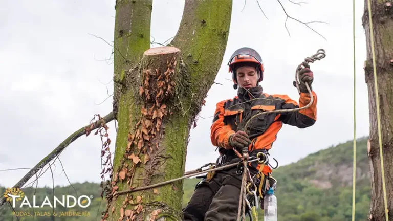 Quién Puede Realizar la Poda de Árboles en Propiedad Privada