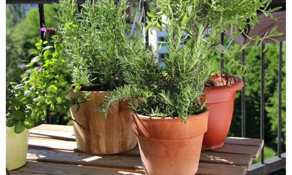 Cuáles Son Los Cuidados Clave Del Romero En Maceta Para Que Crezca ...